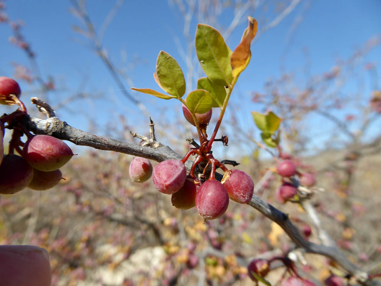 Bursera fagaroides